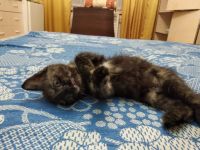 Лот: 15678374. Фото: 2. Котёнок-кошечка. Животные и уход