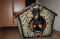 Лот: 1595206. Фото: 3. Домик для собаки маленького члена... Растения и животные