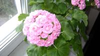 Лот: 4396324. Фото: 2. Пеларгония Australian Pink Rosebud... Комнатные растения и уход