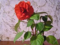 Лот: 1587538. Фото: 2. Бальзамин махровый розовый. Комнатные растения и уход