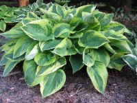 Лот: 16429641. Фото: 6. хоста Паулс Глори (Paul’s Glory...