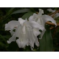 Лот: 11713727. Фото: 2. Орхидея Сoelogyne cristata Hololeuca. Комнатные растения и уход