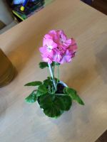 Лот: 8044626. Фото: 2. Герань розовая (цветёт ). Комнатные растения и уход