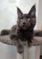 Лот: 21578084. Фото: 3. Котёнок мейн кун. Растения и животные