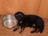 Лот: 1632099. Фото: 2. щенки немецкой овчарки. Животные и уход