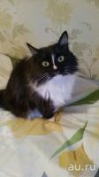Лот: 8496308. Фото: 7. Кошечка Котяша в хорошие руки