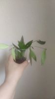 Лот: 7773421. Фото: 2. Хойя грацилис (Hoya gracilis). Комнатные растения и уход