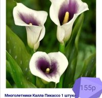 Лот: 17320662. Фото: 3. Калла сортовая. Растения и животные