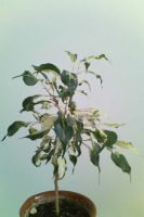 Лот: 3844937. Фото: 2. Фикус Кёрли. Комнатные растения и уход