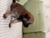 Лот: 24670105. Фото: 3. АГорыныч. Растения и животные