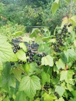 Лот: 14315825. Фото: 2. Смородина. Сбор/Привоз 31.07. Продукты