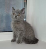 Лот: 4076320. Фото: 4. Шотландские прямоухие плюшки. Красноярск