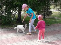 Лот: 9933873. Фото: 4. Отдам в добрые руки. Красноярск