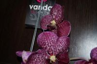 Лот: 5508571. Фото: 2. Орхидея Vanda. Комнатные растения и уход
