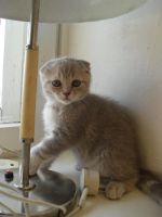 Лот: 7689983. Фото: 4. Шотландские вислоухие котята. Красноярск
