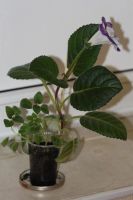 Лот: 3929727. Фото: 4. Глоксиния махровая цветет. Красноярск