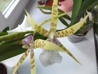 Лот: 3180450. Фото: 3. Орхидея. Растения и животные