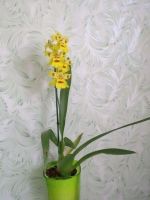 Лот: 16344088. Фото: 3. Орхидея камбрия Банана. Растения и животные