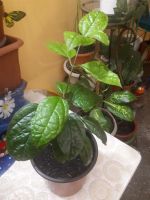 Лот: 14169557. Фото: 5. "Клеродендрум Томсона" или цветок...