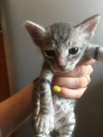 Лот: 11817206. Фото: 3. Котик сибирский сфинкс 3 месяца. Растения и животные
