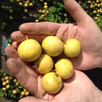 Лот: 8040407. Фото: 2. ГРУША из своего сада На Компоты... Продукты