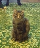 Лот: 7047679. Фото: 3. Котейки полосатики. Растения и животные