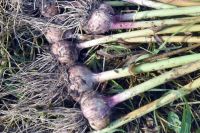 Лот: 15329516. Фото: 2. Чеснок яровой. Продукты