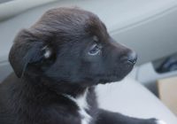 Лот: 6798894. Фото: 3. Черный с белой грудкой щенок. Растения и животные