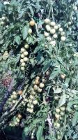 Лот: 8171888. Фото: 5. помидоры черри, сладкие малышки...