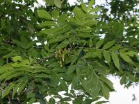 Лот: 7670161. Фото: 5. Ясень маньчжурский (Fraxinus mandshurica...