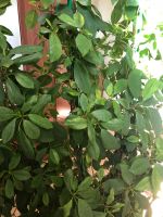 Лот: 12077483. Фото: 6. Каучуковый Фикус