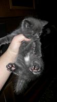 Лот: 10964698. Фото: 3. Котята. Растения и животные