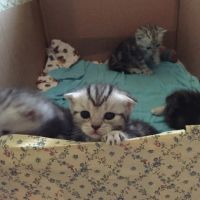 Лот: 6908473. Фото: 8. Котята мраморные шотландские прямоухие...