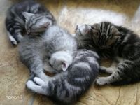 Лот: 13956443. Фото: 2. животные. Животные и уход