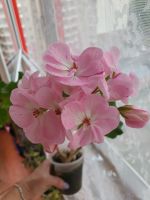 Лот: 24554231. Фото: 3. Пеларгония pink batic. Растения и животные