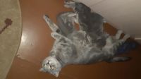 Лот: 16037412. Фото: 3. Котята шотландские. Растения и животные