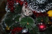 Лот: 10946059. Фото: 3. Котик британец. Растения и животные