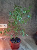Лот: 11600455. Фото: 6. Комнатные цветы
