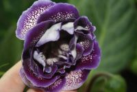 Лот: 4499152. Фото: 4. Глоксиния фиолетовая с крапом... Красноярск