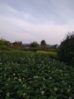 Лот: 15790994. Фото: 7. Участок 7 сот. СНТ "Солнечное-12...