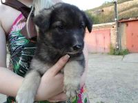 Лот: 1972475. Фото: 3. 7 щенков, крупные. Окрасы разные. Растения и животные