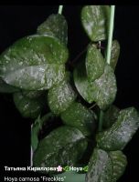 Лот: 18267624. Фото: 2. Хойя-Hoya Carnosa "Freckles" splach... Комнатные растения и уход