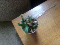 Лот: 2467389. Фото: 3. Орхидея дендробиум фаленопсис. Растения и животные