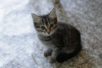 Лот: 5973261. Фото: 4. Сибирские котята. Красноярск