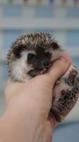 Лот: 23603277. Фото: 3. Африканский карликовый ежонок... Растения и животные