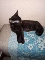 Лот: 17053481. Фото: 4. Котята. Красноярск
