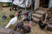 Лот: 25290022. Фото: 3. 5-комн. и более дом , садоводческое... Недвижимость