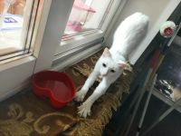 Лот: 16322545. Фото: 2. Белый Котенок (девочка) к лотку... Животные и уход