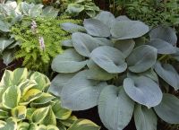Лот: 4268623. Фото: 4. хоста 'Биг Дедди' ( hosta Big... Красноярск