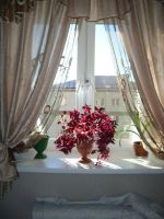 Лот: 6062120. Фото: 2. Кислица треугольная (Oxalis triangularis... Комнатные растения и уход